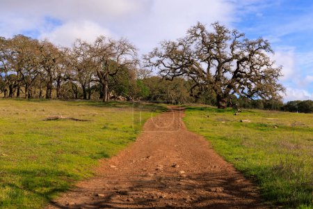 Téléchargez les photos : Dirt trail through oak trees in Marin County, California. High quality photo - en image libre de droit