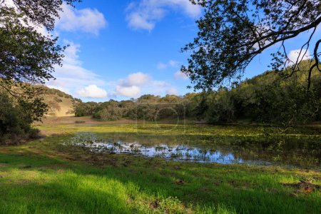 Foto de Estanque pantanoso junto a la hierba y árboles bajo el cielo azul en el verde paisaje de California. Foto de alta calidad - Imagen libre de derechos