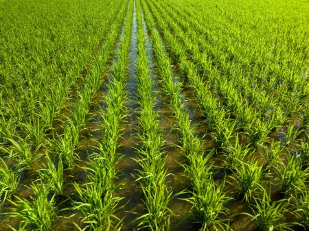 Téléchargez les photos : Rangées de riz vert fraîchement plantées dans des champs inondés. Photo de haute qualité - en image libre de droit