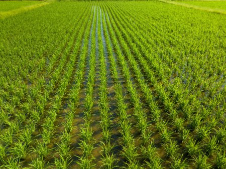 Téléchargez les photos : Rangées de jeunes riz vert au soleil du matin sur une petite ferme. Photo de haute qualité - en image libre de droit