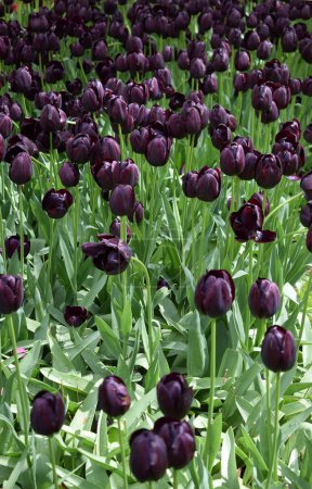 Dark tulips, Van Gogh variety. High quality photo