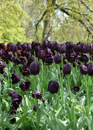 Tulipanes oscuros, variedad Van Gogh. Foto de alta calidad