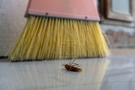 Photo for Close up of dead cockroach and plastic broom on the floor - Royalty Free Image