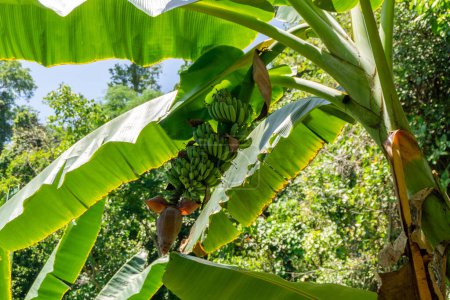 Téléchargez les photos : Un paquet de bananes vertes dans le jardin. Fruits tropicaux - en image libre de droit