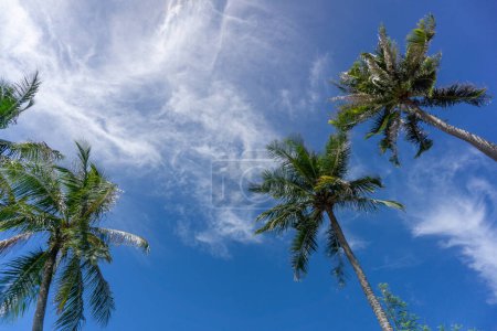 Téléchargez les photos : Vue à angle bas du cocotier contre le ciel bleu. cocotier à la plage. - en image libre de droit