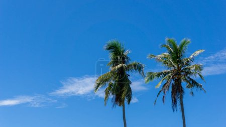 Téléchargez les photos : Vue à angle bas du cocotier contre le ciel bleu. cocotier à la plage. - en image libre de droit