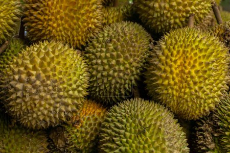 Foto de Fruta duriana fresca. Fruta asiática con aromas intensos. Grupo de frutas durianas en el mercado local - Imagen libre de derechos