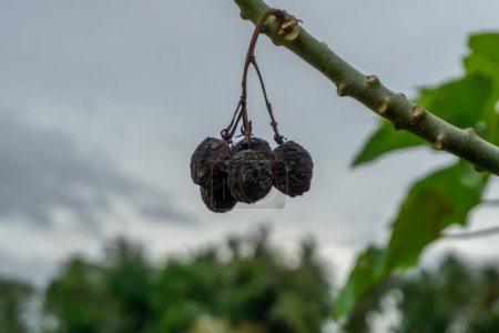 Black dried jatropha curcas fruit on tree