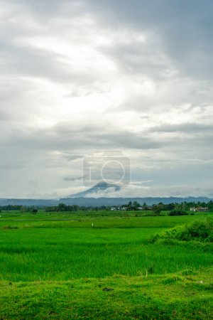 Beautiful landscape view of green paddy rice field with a mountain in the background. Seulawah mountain view in Aceh Besar, Indonesia.