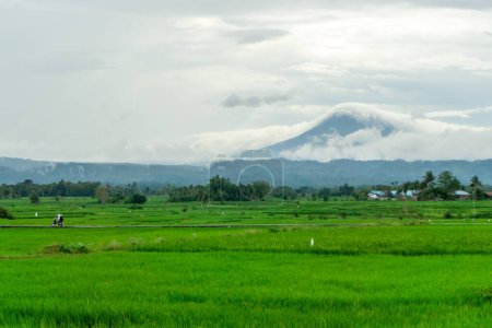 Beautiful landscape view of green paddy rice field with a mountain in the background. Seulawah mountain view in Aceh Besar, Indonesia.