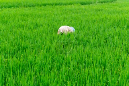 Agriculture worker work in rice field. A moslem woman planting rice in the farm. lush green rice paddy field in rural Indonesia