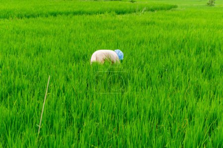 Photo for Agriculture worker work in rice field. A moslem woman planting rice in the farm. lush green rice paddy field in rural Indonesia - Royalty Free Image