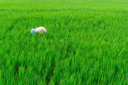 Agriculture worker work in rice field. A moslem woman planting rice in the farm. lush green rice paddy field in rural Indonesia
