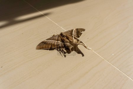 Dead brown butterfly on the floor. Environmental problems concept, the dying of nature.