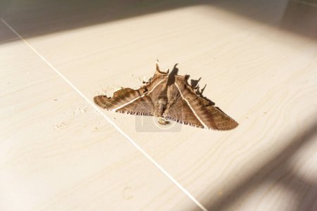 Dead brown butterfly on the floor. Environmental problems concept, the dying of nature.