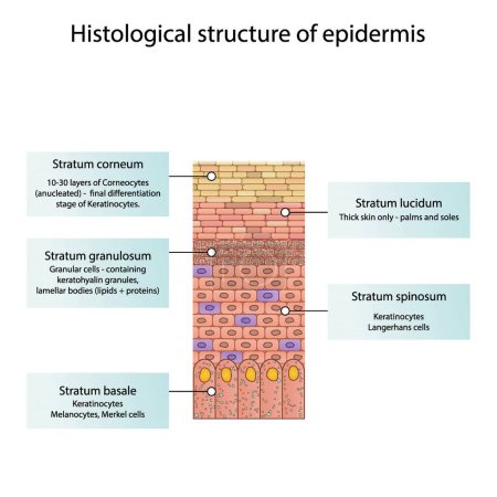 Illustration for Histological structure of epidermis - skin layers shcematic vector illustration showing epithelial skin layers, melanocytes, keratinocytes, lamellar bodies and merkel cells - Royalty Free Image
