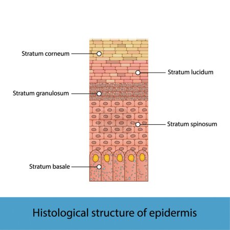 Illustration for Histological structure of epidermis - skin layers shcematic vector illustration showing stratum basale, spinosum, granulosum, lucidum and corneum - Royalty Free Image
