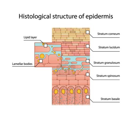 Illustration for Histological structure of epidermis - skin layers shcematic vector illustration showing stratum basale, spinosum, granulosum, lucidum and corneum and lamellar bodies - Royalty Free Image