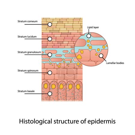 Histological structure of epidermis - skin layers shcematic vector illustration showing stratum basale, spinosum, granulosum, lucidum and corneum and lamellar bodies