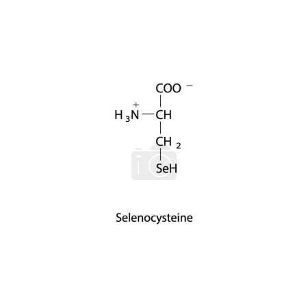 Illustration for Selenocysteine skeletal forumal. Amino acid derivative structure diagram on on white background. - Royalty Free Image
