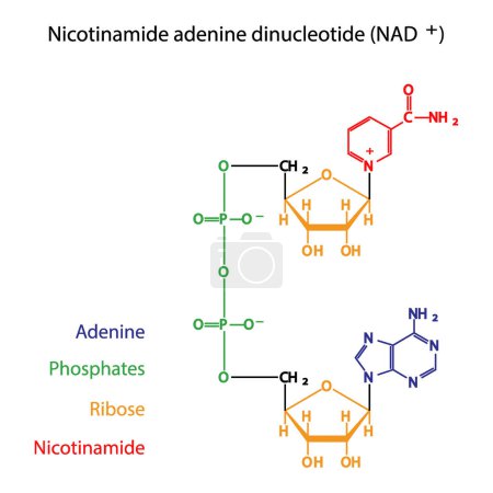 Téléchargez les illustrations : Structure du NAD + (nicotinamide adénine dinucléotide) montrant le nicotinamide, le ribose et le phosphate - biomolécule, diagramme de structure squelettique sur fond blanc. Illustration vectorielle de diagramme scientifique. - en licence libre de droit