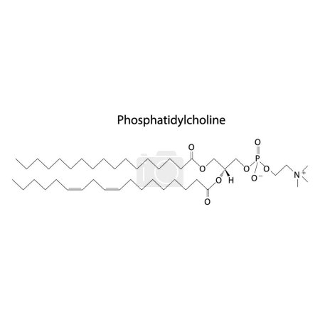 Ilustración de Estructura de la biomolécula de fosfatidilcolina, diagrama de estructura esquelética sobre fondo blanco. Diagrama científico vector ilustración. - Imagen libre de derechos