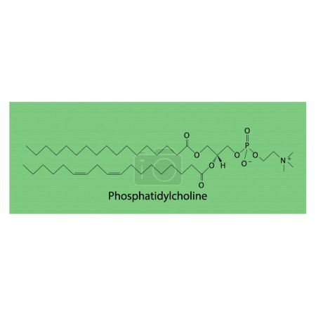 Ilustración de Estructura de la biomolécula de fosfatidilcolina, diagrama de estructura esquelética sobre fondo verde. Diagrama científico vector ilustración. - Imagen libre de derechos