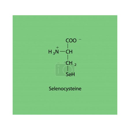 Illustration for Selenocysteine skeletal forumal. Amino acid derivative structure diagram on on green background. - Royalty Free Image