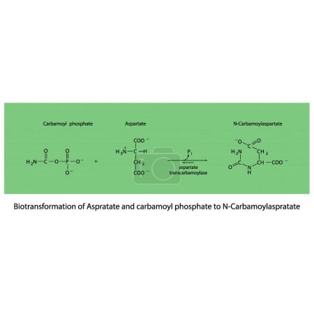 Illustration for Biotransformation of Aspratate and carbamoyl phosphate to N-Carbamoylaspratate via enzymatic synthesis. Skeletal formula diagram showing metabolism of biochemical molecules for science and education.  horizontal orientation. green. - Royalty Free Image