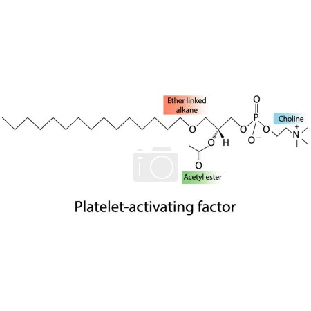 Illustration for Structure of PAF (Platelet activating factor) showing choline, acetyl ester and ether linked alkane - biomolecule, skeletal structure diagram on on white background. Scientific diagram vector illustration. - Royalty Free Image
