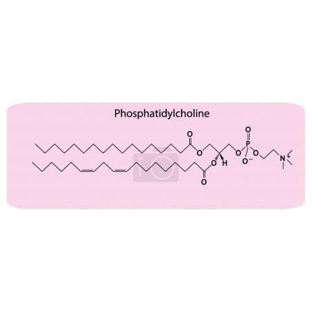 Illustration for Structure of Phosphatidylcholine biomolecule, skeletal structure diagram on on blue background. Scientific diagram vector illustration. - Royalty Free Image