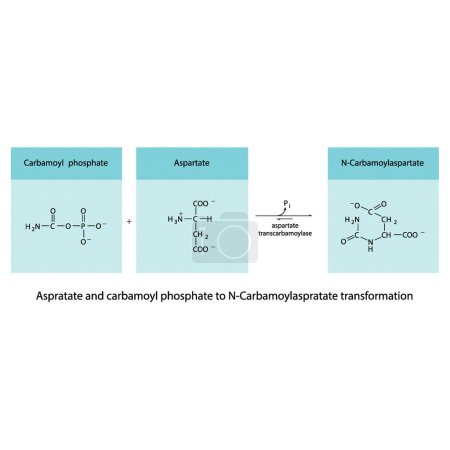Illustration for Biotransformation of Aspratate and carbamoyl phosphate to N-Carbamoylaspratate via enzymatic synthesis. Skeletal formula diagram showing metabolism of biochemical molecules for science and education.  horizontal orientation. blue. - Royalty Free Image