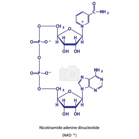 Téléchargez les illustrations : Structure du NAD + (Nicotinamide adénine dinucléotide - diagramme de structure squelettique schématique biomolécule sur fond blanc. Illustration vectorielle de diagramme scientifique. - en licence libre de droit