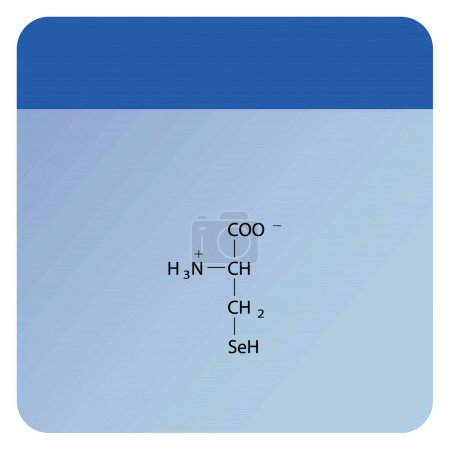 Illustration for Selenocysteine skeletal forumal. Amino acid derivative structure diagram on on blue background. - Royalty Free Image