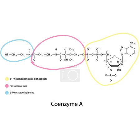 Illustration for Structure of Coenzyme A showing -Mercaptoethylamine, Pantothenic acid and 3P-ADP - biomolecule, co factor skeletal structure diagram on on white background. Scientific diagram vector illustration. - Royalty Free Image
