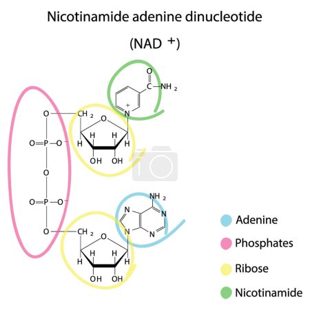 Ilustración de Estructura de NAD + (dinucleótido de adenina nicotinamida) que muestra nicotinamida, ribosa y fosfato biomolécula, diagrama de estructura esquelética sobre fondo blanco. Diagrama científico vector ilustración. - Imagen libre de derechos