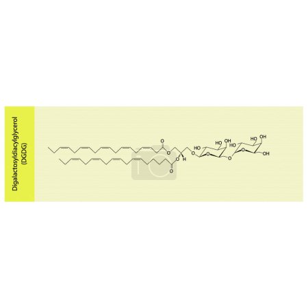 Illustration for Digalactosyldiacylglycerol (DGDG) molecular strcuture vector illustration. Scientific diagram of chloroplast memebrane component on on blue background. Vector illustration. - Royalty Free Image