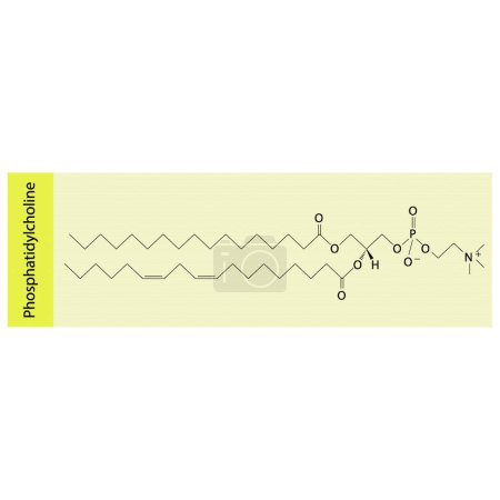 Ilustración de Estructura de la biomolécula de fosfatidilcolina, diagrama de estructura esquelética sobre fondo rosa. Diagrama científico vector ilustración. - Imagen libre de derechos