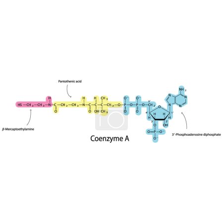 Structure de la coenzyme A montrant la mercaptoéthylamine, l'acide pantothénique et la biomolécule 3P-ADP, diagramme de structure squelettique du co-facteur sur fond blanc. Illustration vectorielle de diagramme scientifique.