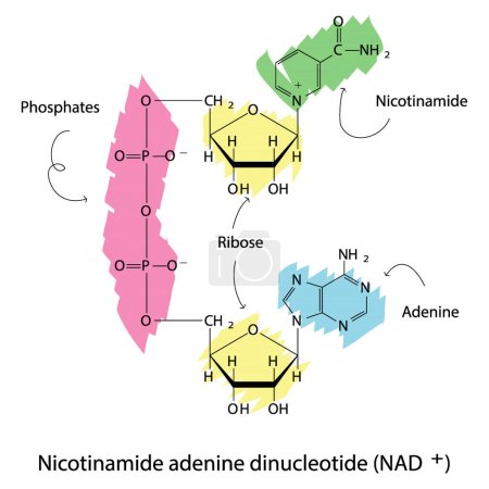 Illustration for Structure of NAD+ (Nicotinamide adenine dinucleotide) showing nicotinamide, ribose and phosphate - biomolecule, skeletal structure diagram on on white background. Scientific diagram vector illustration. - Royalty Free Image