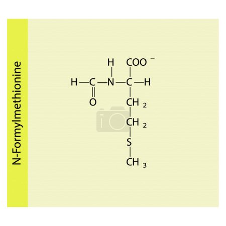 Téléchargez les illustrations : N-Formylméthionine squelettique forumal. Diagramme de structure dérivée des acides aminés sur fond jaune. - en licence libre de droit