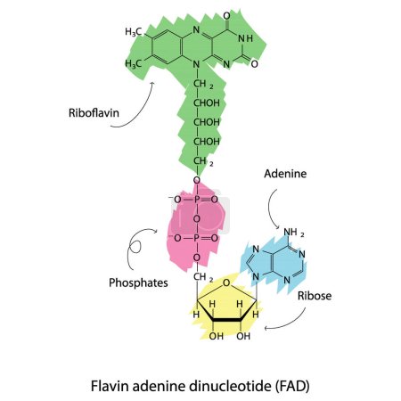 Ilustración de Estructura del FAD (Dinucleótido de Adenina Flavin) que muestra nicotinamida, riboflavina y fosfato biomolécula, diagrama de estructura esquelética sobre fondo blanco. Diagrama científico vector ilustración. - Imagen libre de derechos
