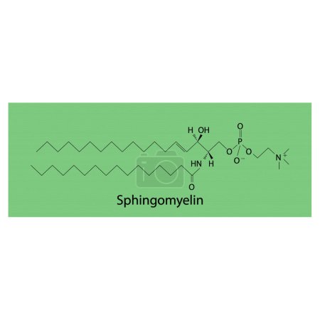 Illustration for Structure of Sphingomyelin biomolecule, skeletal structure diagram on on green background. Scientific diagram vector illustration. - Royalty Free Image