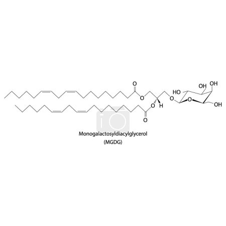 Ilustración de Monogalactosyldiacylglycerol (MGDG) ilustración de vectores de strcuture molecular. Diagrama científico del componente de memebrano de cloroplasto sobre fondo blanco. Ilustración vectorial. - Imagen libre de derechos