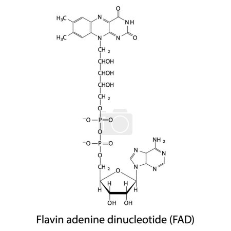 Téléchargez les illustrations : Structure de la biomolécule FAD (Flavin Adenine Dinucleotide), diagramme de structure squelettique sur fond blanc. Illustration vectorielle de diagramme scientifique. - en licence libre de droit