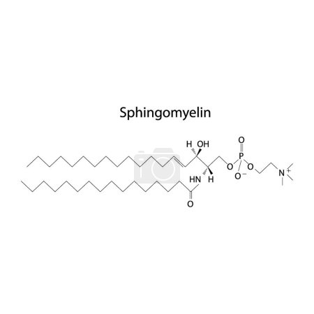 Structure de la biomolécule de sphingomyéline, diagramme de structure squelettique sur fond blanc. Illustration vectorielle de diagramme scientifique.