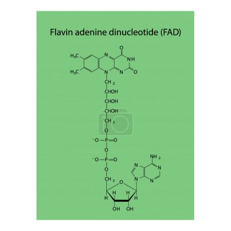 Téléchargez les illustrations : Structure de la biomolécule FAD (Flavin Adenine Dinucleotide), diagramme de structure squelettique sur fond vert. Illustration vectorielle de diagramme scientifique. - en licence libre de droit