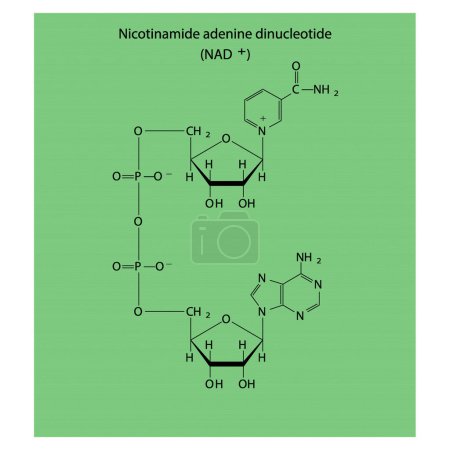 Téléchargez les illustrations : Structure du NAD + (Nicotinamide adénine dinucléotide - diagramme de structure squelettique schématique biomolécule sur fond vert. Illustration vectorielle de diagramme scientifique. - en licence libre de droit