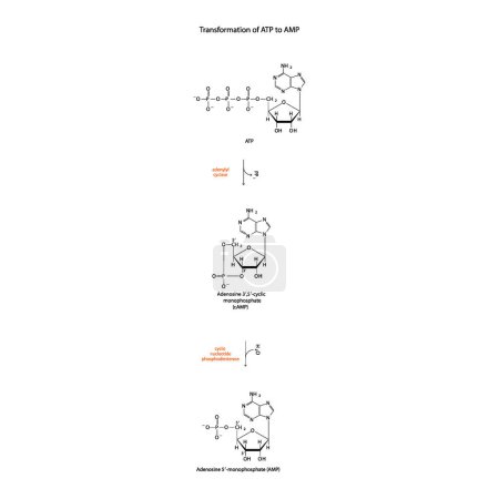 Illustration for Biotransformation of ATP to AMP via enzymatic synthesis and hydrolysis. Skeletal formula diagram showing metabolism of biochemical molecules for science and education.  vertical orientation. black and white. - Royalty Free Image