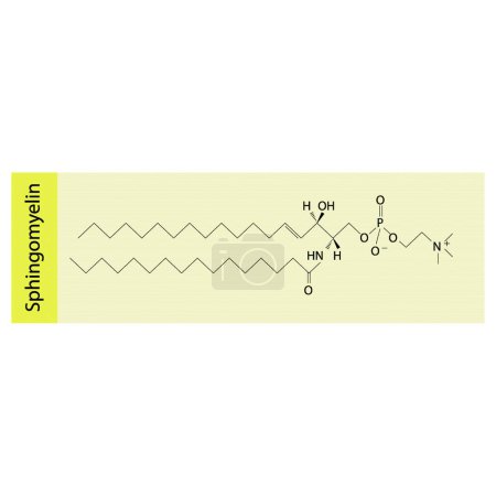 Illustration for Structure of Sphingomyelin biomolecule, skeletal structure diagram on on pink background. Scientific diagram vector illustration. - Royalty Free Image